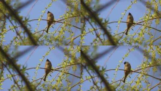 春天柳枝上的鸟儿高清在线视频素材下载