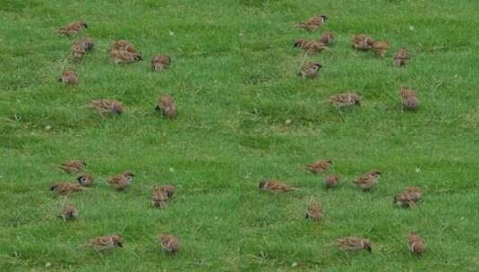 麻雀在草坪上觅食高清在线视频素材下载