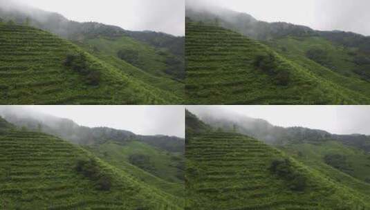 南岳衡山云雾茶茶场航拍高清在线视频素材下载