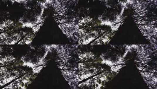 树木 森林 树木阳光高清在线视频素材下载