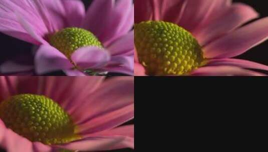 【镜头合集】鲜花雏菊非洲菊的花蕊花粉高清在线视频素材下载