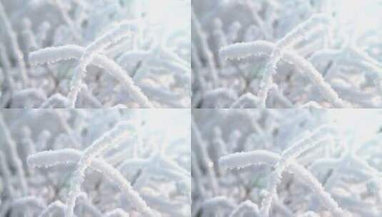 冬天结冰的树枝高清在线视频素材下载