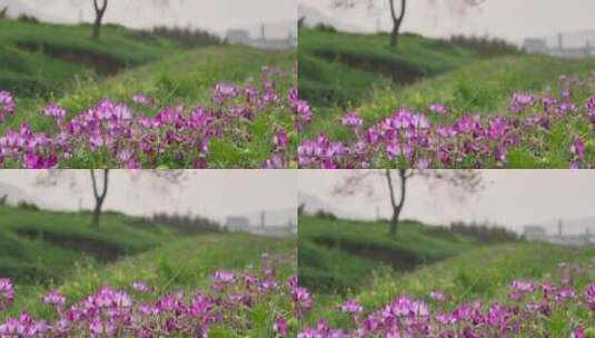 大自然美景春天草原湿地的野花高清在线视频素材下载