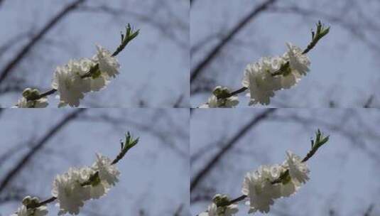 【镜头合集】白色花朵花瓣桃花梅花高清在线视频素材下载