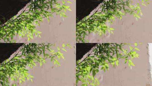 藏区寺庙房檐绿竹高清在线视频素材下载