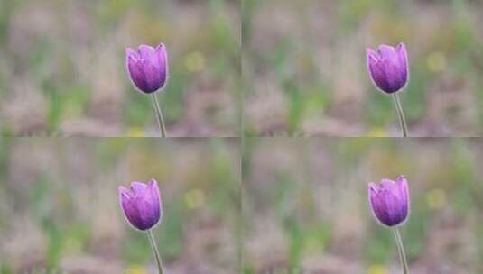 内蒙古野生药用植物：白头翁高清在线视频素材下载