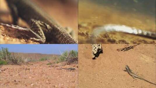 沙漠中的蜥蜴动物世界野生环境高清在线视频素材下载