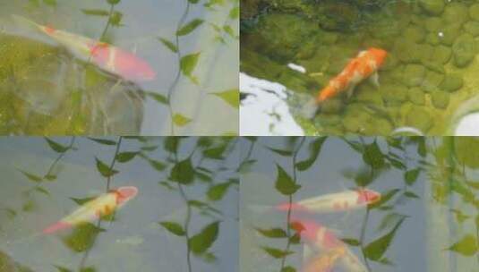 【原创】锦鲤金鱼水池庭院高清在线视频素材下载