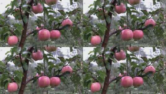 挂在树上的红苹果特写高清在线视频素材下载