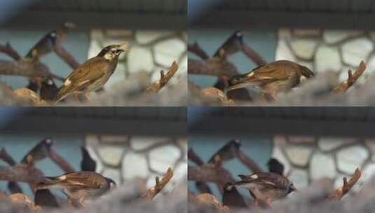 灰椋鸟观赏鸟特写高清在线视频素材下载