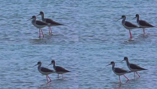 深圳湾自然鸟类栖息地风光视频高清在线视频素材下载