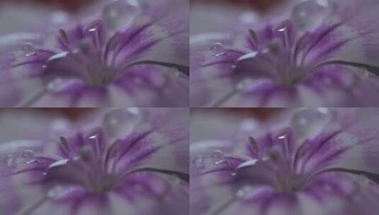 花卉细节视图上的水滴高清在线视频素材下载