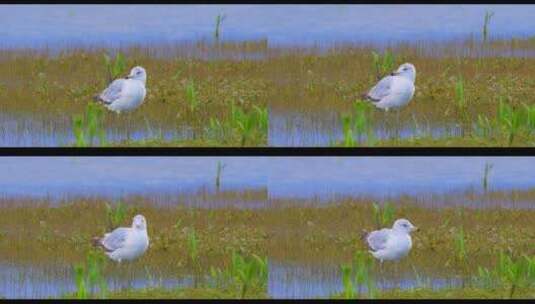 水边一只白色的水鸟高清在线视频素材下载