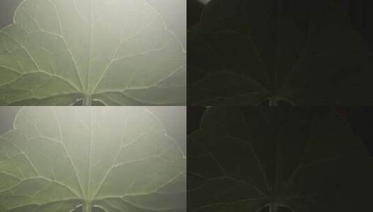 积雪草（植物）高清在线视频素材下载