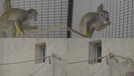 动物园里的野生松鼠猴高清在线视频素材下载