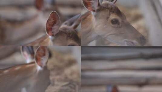 羚羊濒危动物实拍高清在线视频素材下载