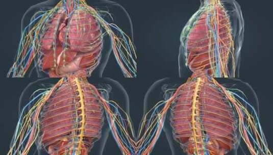 三维医学人体解剖器官心脏动画高清在线视频素材下载