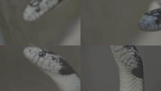 蛇吐舌头慢镜头LOG高清在线视频素材下载