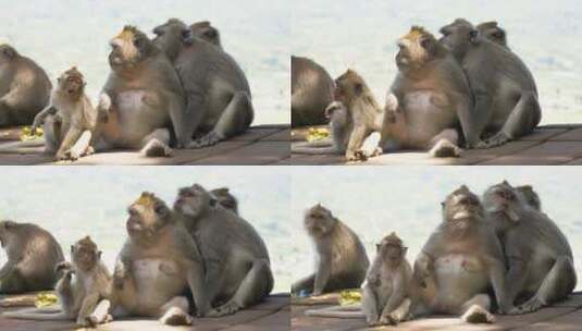 巴厘岛的猴子高清在线视频素材下载