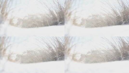 青海湖冬季雪景 狂风大雪中摆动的稻草丛高清在线视频素材下载