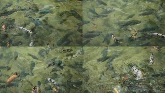 在池塘里进食的大鱼高清在线视频素材下载