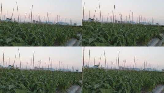 茄子种植基地高清在线视频素材下载