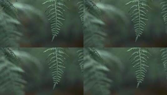 森林唯美蕨类植物叶片特写高清在线视频素材下载