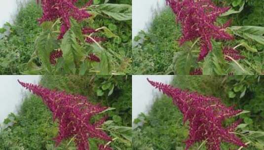 紫色植物种子高清在线视频素材下载