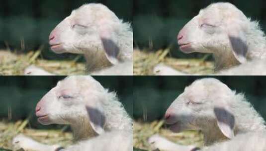 4K升格实拍羊圈里打瞌睡的小羊羔高清在线视频素材下载