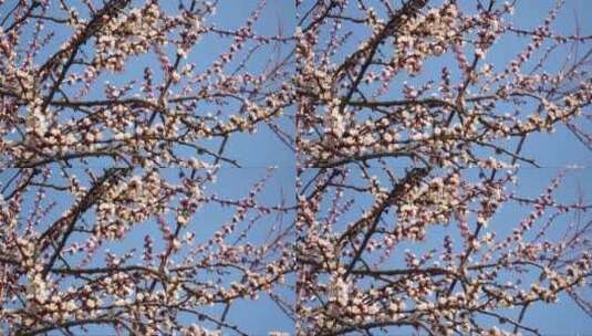 杏树花朵上授粉的蜜蜂高清在线视频素材下载