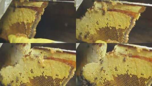 采蜂人深山老林采集野生蜂蜜高清在线视频素材下载