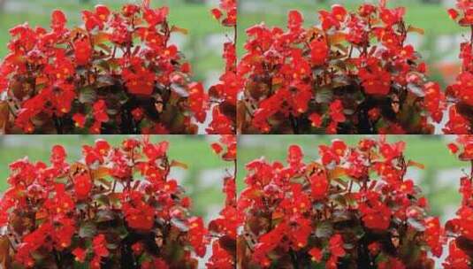 美丽的红色海棠花在城市北京中高清在线视频素材下载