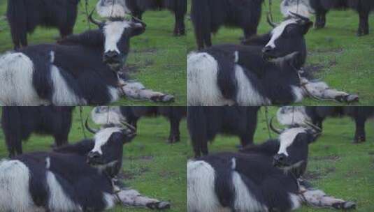 草原上休息的牦牛高清在线视频素材下载