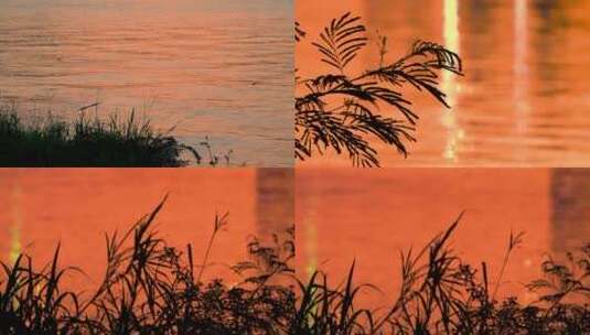 岸边浪花蜻蜓低飞夕阳水面景色黄昏阳光高清在线视频素材下载