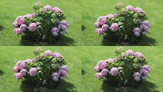 紫色的绣球花 (3)高清在线视频素材下载