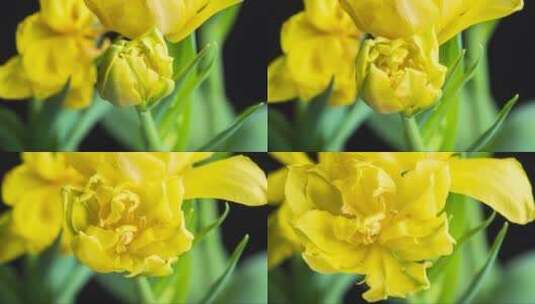 绽放的黄色花朵高清在线视频素材下载