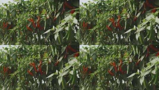 盆栽的辣椒39高清在线视频素材下载