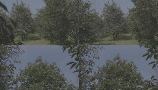 柿子树成熟火晶柿子红色挂满枝头镜头合集11高清在线视频素材下载