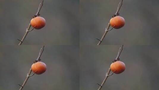 红红的柿子高清在线视频素材下载
