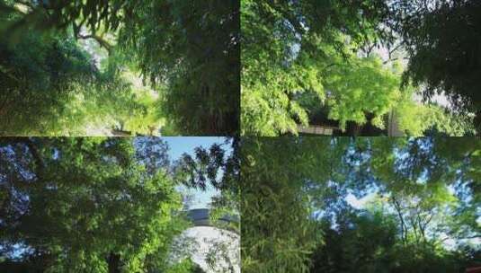 逆光拍摄竹林移动视频素材高清在线视频素材下载