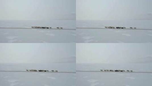 西藏山南冬天普莫雍措蓝冰上赶羊无人机航拍高清在线视频素材下载