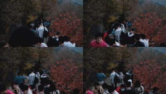 香山上午秋天红叶观赏人流高清在线视频素材下载