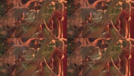 蜥蜴 Lizard 爬行动物四脚蛇高清在线视频素材下载