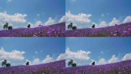 蓝天白云下漂亮的紫色马鞭草花海高清在线视频素材下载