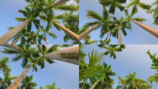 棕榈树观赏树大王椰子树高清在线视频素材下载