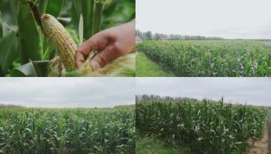 玉米  各种景别 成组镜头高清在线视频素材下载