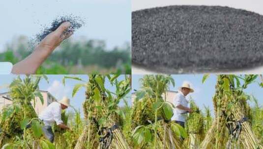 芝麻种植基地高清在线视频素材下载