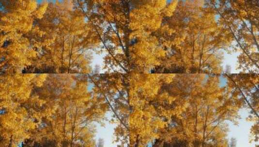 秋天枯黄的枫叶高清在线视频素材下载