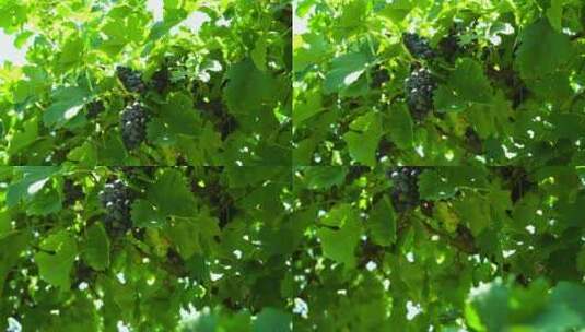 大自然葡萄园正在生长的葡萄高清在线视频素材下载