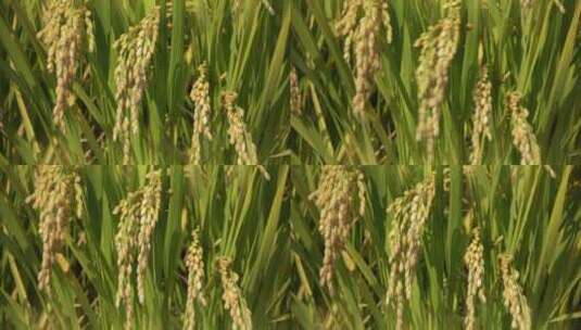 丰产的水稻高清在线视频素材下载